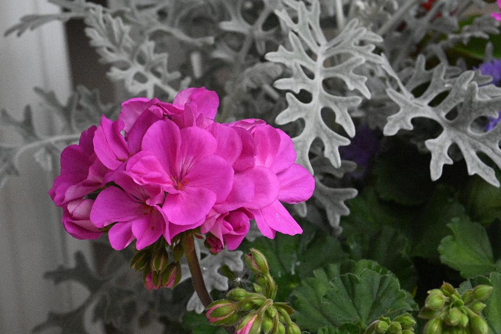 2025-06098862 Pointe Rok Neighborhood, MA.JPG - Geranium. Pointe Rok Neighborhood, MA, 6-9-2025